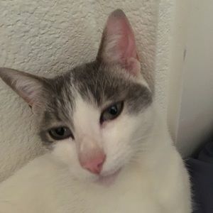 Meet your Posher, Mason